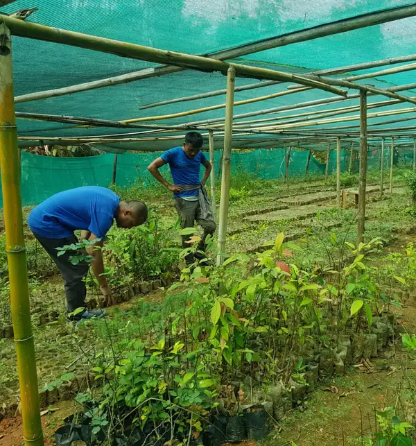 Two people tending tree seedlings under shade netting in a community tree nursery in the Khasi Hills, India