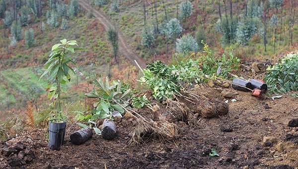 Native trees layed out at one of the Reflorestar Portugal sites ready to be planted.  