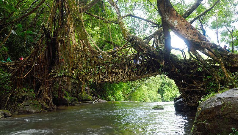 living-bridge