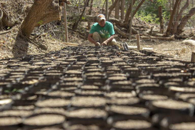 Prepared nursery pots at one of the Taking Root nurseries for growing treelings for CommuniTree, northern Nicaragua