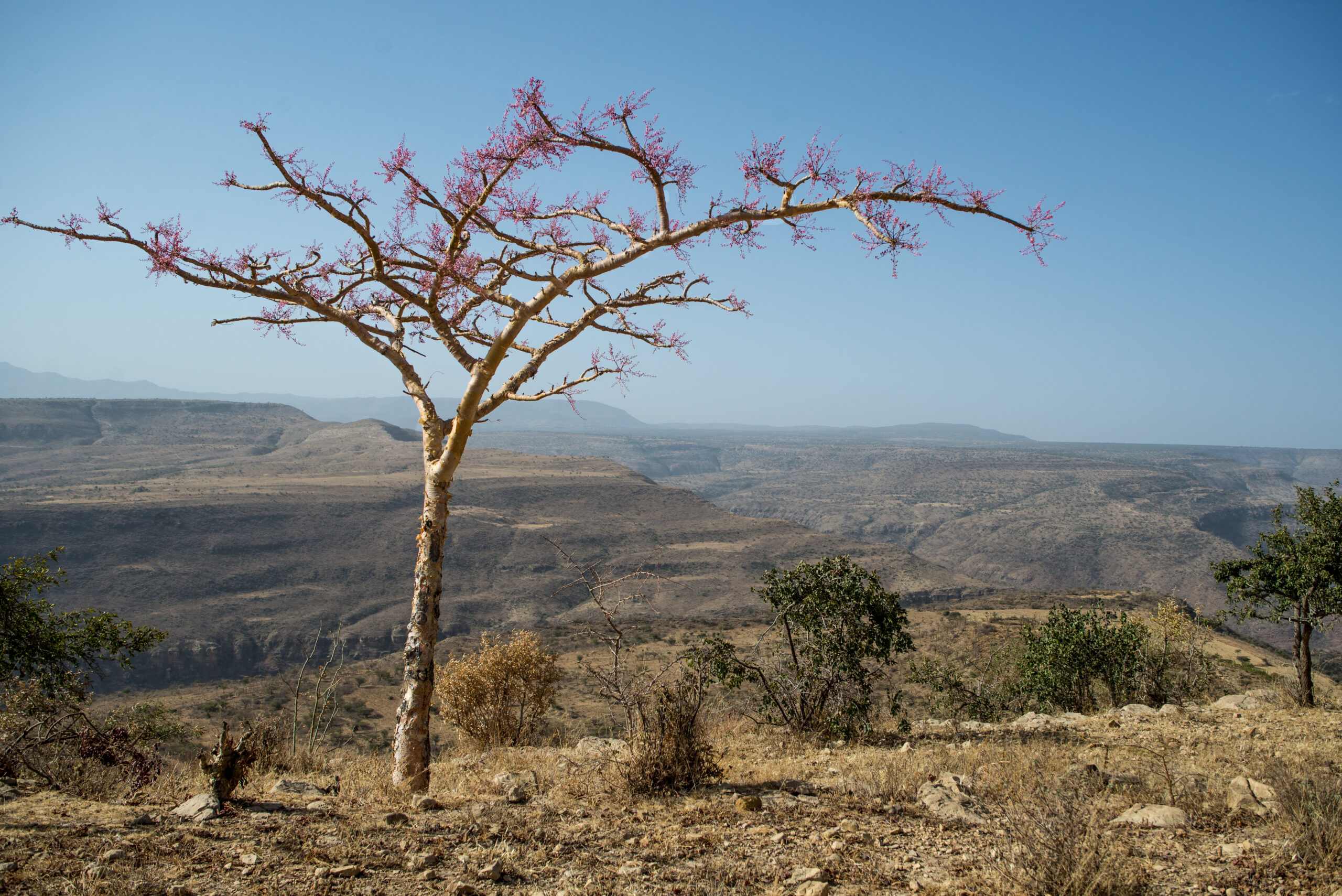 Temir Tree Ethiotrees - C-Level