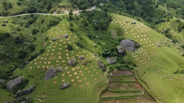 Hillside under restoration in the Khasi Hills, Meghalaya