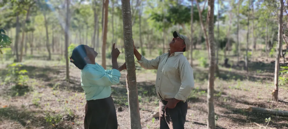 Smallholder agroforestry woodlot on the CommuniTree Plan Vivo carbon credit project in Nicaragua
