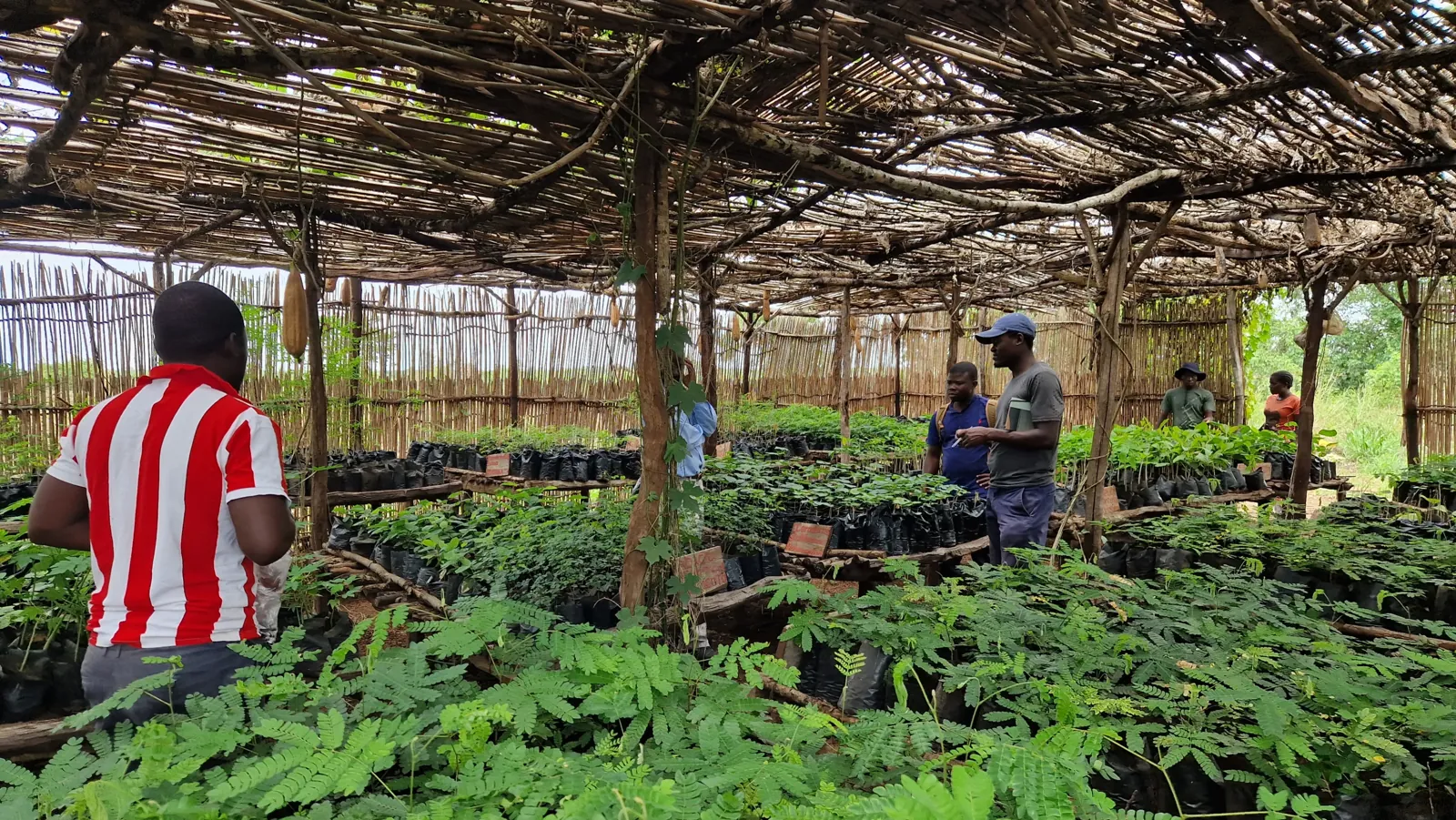 Community tree nursery on the Kukumuty Plan Vivo carbon credit project in Mozambique, where certificate revenue supports local livelihoods