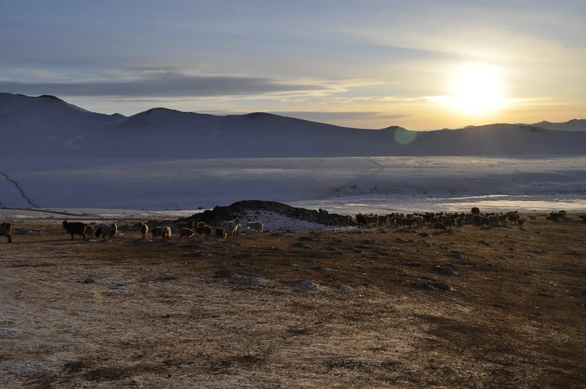 Herders’ livestock on restored grassland at dawn on a Plan Vivo carbon credit project in Mongolia