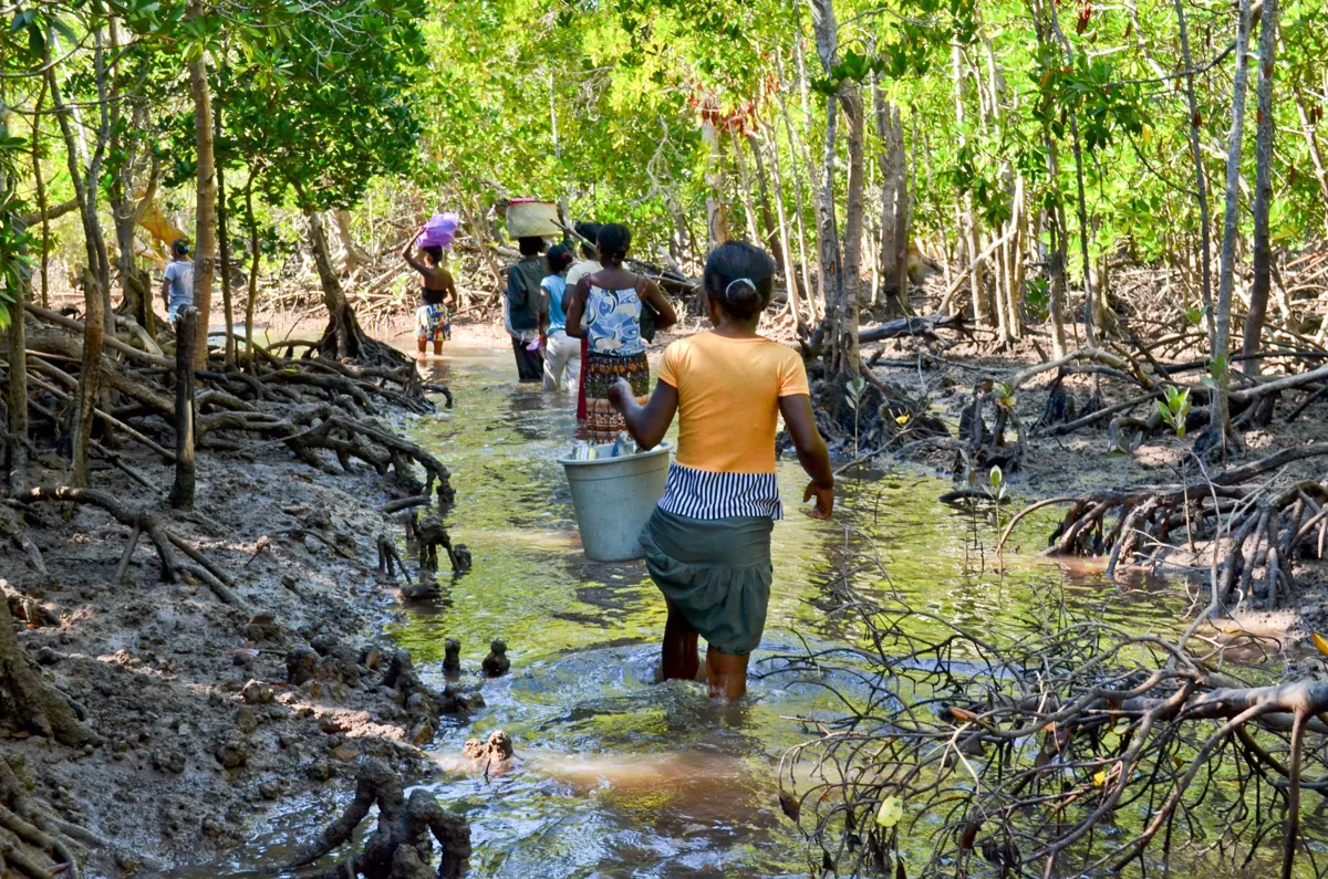 Villagers wading through the Mikoko Pamoja mangrove Plan Vivo carbon credit project in Kenya