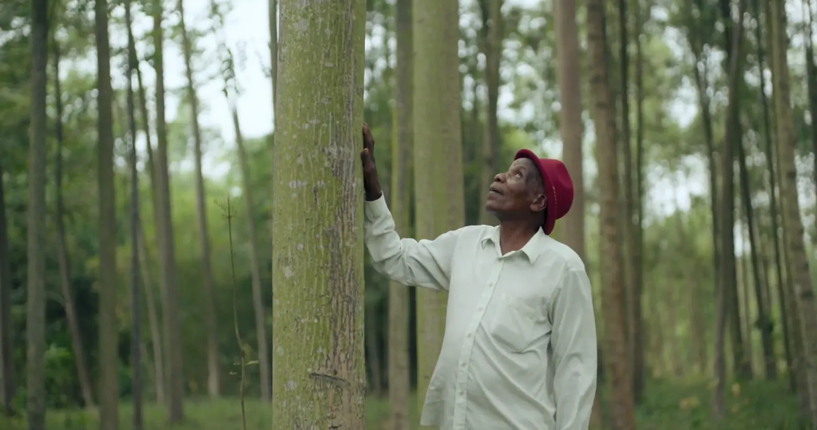 Farmer standing among his planted trees on the Trees for Global Benefits Plan Vivo carbon credit project in Uganda